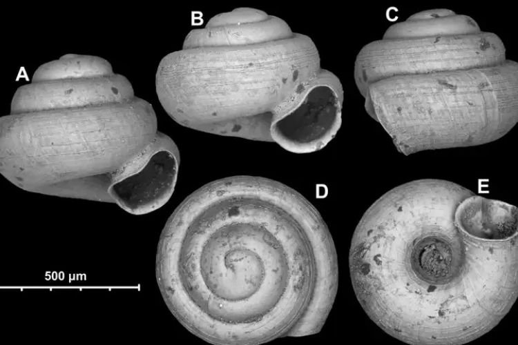 Felfedezték a világ két legkisebb szárazföldi csigafaját 